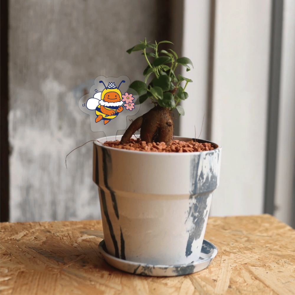 ベルティが選んだ植木ばち（ガジュマル） 詳細画像 1