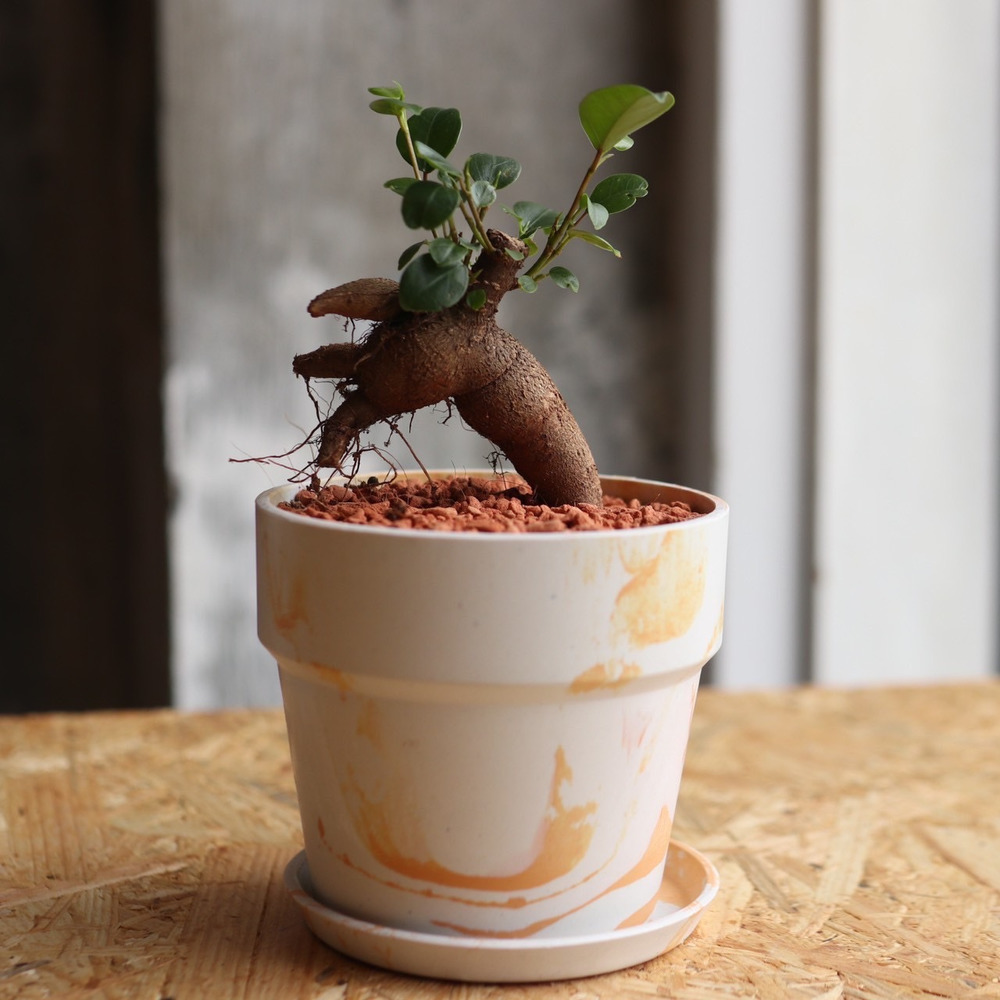 ベルティが選んだ植木ばち（ガジュマル） 詳細画像 5
